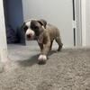 Bully puppies