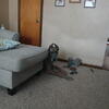 3 year old Female Great Dane free to a good home