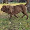 Molossus Mastiff Pups