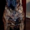 Presa Canario proven stud and great guard dog. UKC