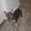french bulldog male