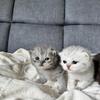 🐾 Scottish Fold & Scottish Straight Kittens – Reservations Now Open! 🐾