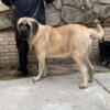 English Mastiff