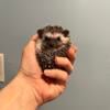 Baby Hedgehogs For Sale