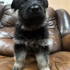 Male German Shepard Puppy for sale