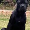 Beautiful Black Female Cane Corso Puppy