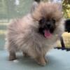 Lily teacup Pomeranian puppy