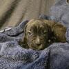 Xl american bully Amarican pitbull terrier