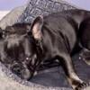 AKC Frenchie Up for Stud