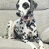 Adorable Sweet Dalmatian Girl