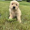 Puppies 