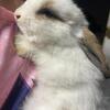 Holland Lop 9 weeks old