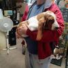 Basset Hound Puppies for rehoming