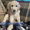 CKC registered Golden Doodles looking for forever homes