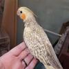 Cockatiels