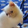 Exotic shorthair  Flame Point color female