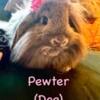 Holland Lop/ Lionhead mix Rabbit- Doe