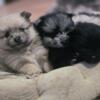 Pomeranian puppies - merle