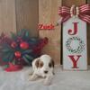 F1B CAVAPOO PUPPIES READY FOR CHRISTMAS