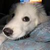 Female Great Pyrenees Puppy