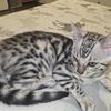 Female bengal kitten 
