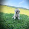 Phantom Toy Poodle Puppy