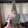 Birds cockatiels and Quaker Parrots 