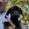 Smooth Coat black Female Dachshund