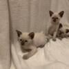 Purebred oriental Siamese 4 kittens left