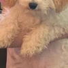 Toy Poodle Female