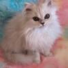 Lucy: Beautiful Dearheart Silver Chinchilla Persian Kitten