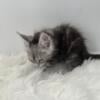 Maine Coon kittens (CFA papers)