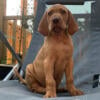 Female Vizsla puppy now ready