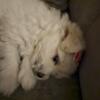 Maltese and Pompoo Puppy for Sale