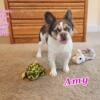 Beautiful Fluffy Frenchie "Amy"