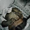 Tafari Presa Canario 4 Sale 1st Mix Puppies Litter is Here