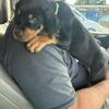 Price reduced Rottweiler Puppies born on 4/5/2024