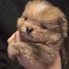 Chocolate Merle boy POM