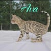 Rehoming sweet female Bengal