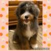 MINI BERNEDOODLE blue merle tri color in BOSTON MA AREA 19 week old GIRL