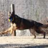 AKC German Shepherd Male 