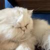 Persian kitten white