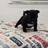 Mila American bully