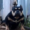 Tri-Bully Available