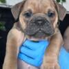 7 week old AKC female purebred exotic EB [For Sale] Championship Offspring