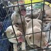Pitbull puppies available 