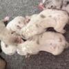 American Bully XL puppies