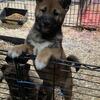 AKC Shiba Inu Puppies