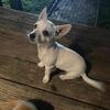 Full blooded Chihuahua puppy male (SOLD)