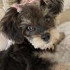 Toy poodle puppy